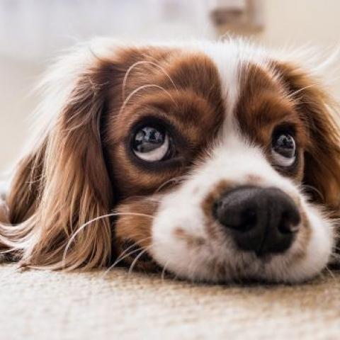 Стоит ли брать на курорт домашнего питомца - специалист