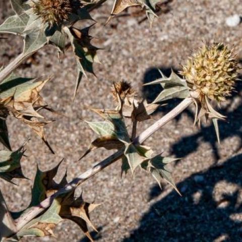 Крыму предрекли еще более сильную засуху