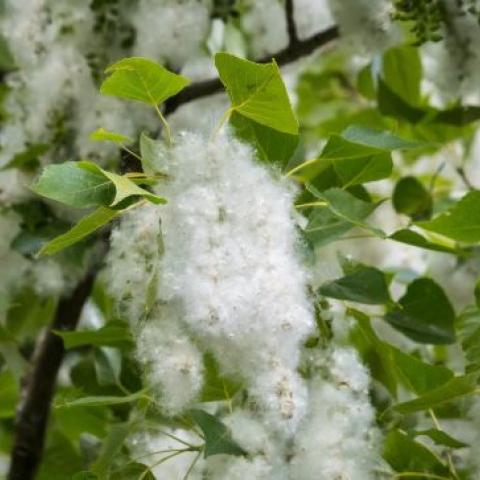 Крыму нельзя избавляться от тополей – мнение