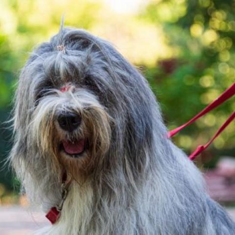 Собака татарских пастухов: с челкой и крымским характером