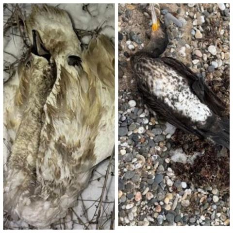 Тушки птиц обнаружены в разных точках города и в прибрежной зоне.