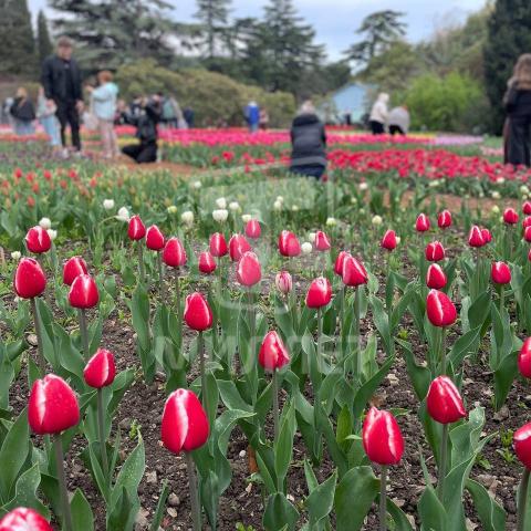 Никитский ботанический сад в Крыму получил статус ботанического сада федерального значения