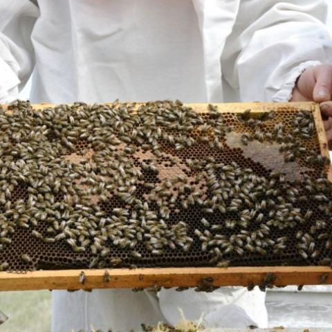 Мёда будет меньше: в Крыму прогнозируют неурожайный год для пчеловодства