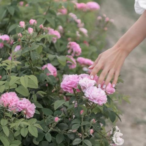 Крымская роза: как возрождение легендарного бренда ведет к подъему целой отрасли